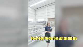 Sistem Kandang Ayam Petelur Berkapasitas Tinggi untuk Peternakan Modern