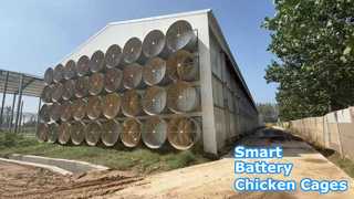 Kandang Ayam Petelur Baterai Terkendali Lingkungan