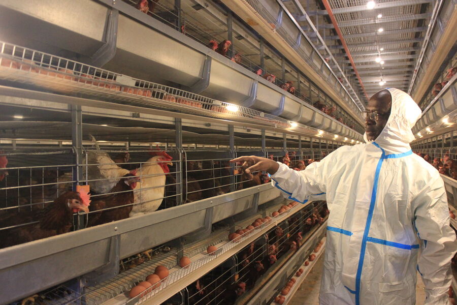 Cina Henan Silver Star Poultry Equipment Co.,LTD Profil Perusahaan