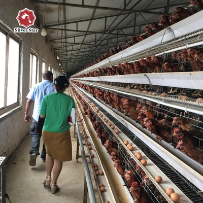 65*62.5*50 Cm Size Battery Chicken Cage Farming 380V For Rearing House