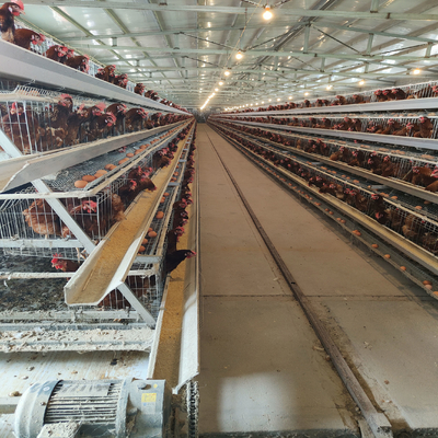 Full Automatic Laying Chicken Cages Egg Layer Cage For Africa Poultry Hens Farms