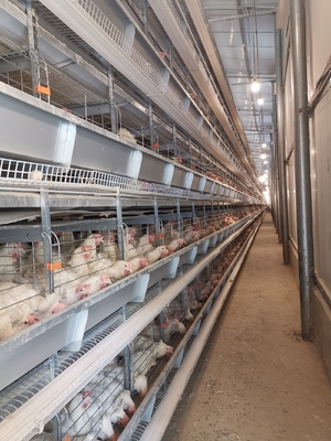 Poultry Farm House Layer Battery Cage For 90 Chickens, Optimized For Laying Hens