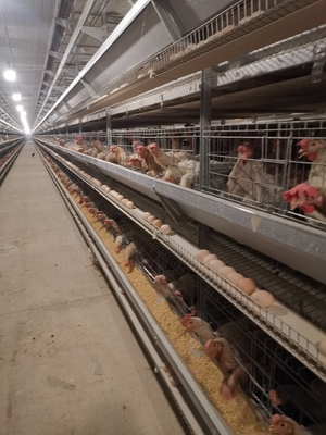 Poultry Farm House Layer Battery Cage For 90 Chickens, Optimized For Laying Hens