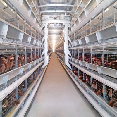 Hot Galvanized Automatic A-type H-type Poultry Cage For Bathroom In Laying Hens Farm