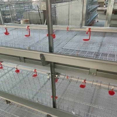 Hot Galvanized Automatic A-type H-type Poultry Cage For Bathroom In Laying Hens Farm
