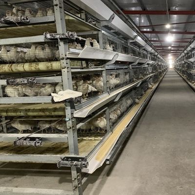 Automated H-Type Broiler Cage System - Hot-Dip Galvanized High-Density Commercial Poultry Farming Equipment