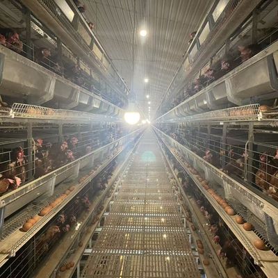 Hot-Dip Galvanized Battery Chicken Cage with Automatic Feeding System for Large Poultry Farm Project (3-8 Tiers)