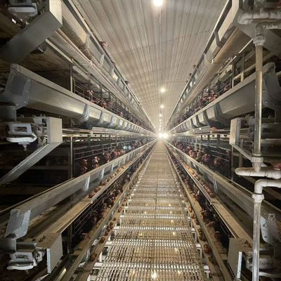 Boost Your Poultry Farm's Efficiency with Automatic Manure Cleaning Battery Chicken Cages