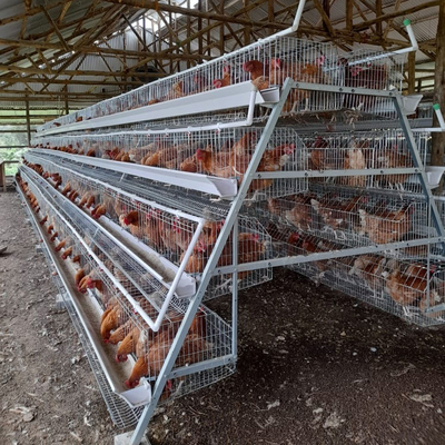 A Type Stainless Steel Chicken Cage Hot Galvanized Or Cold Galvanized