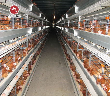 Sistem Kandang Baterai Broiler Tipe H Otomatis untuk Peternakan Ayam Komersial dengan 3-8 Tingkat Galvanis Celup Panas