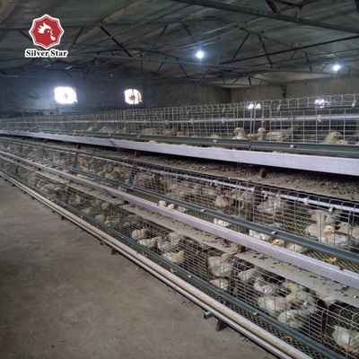 One Day Old Baby Chick Cage With Full Automatic System