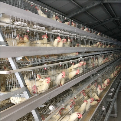 3-4 Tiers Battery Layer Chicken Cage For Laying Hens Farm ISO9001 Listed