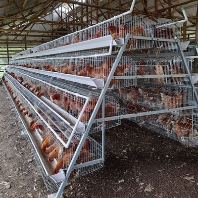 3-4 Tiers Battery Layer Chicken Cage For Laying Hens Farm ISO9001 Listed