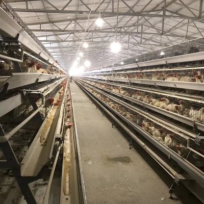 Kandang Ayam Petelur Tahan Lama dengan 3 atau 4 Tingkat untuk Pemanfaatan Ruang dan Tahan Korosi Tahan Lama Cocok untuk Peternakan Unggas