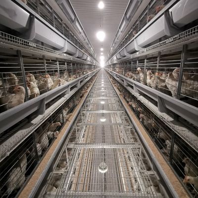 Pabrik langsung H-Type Broiler Battery Cage System dengan Hot-dip Galvanizing, Soft Plastic Mats & Otomatis Pembersihan Limbah untuk Pertanian Ayam Daging Komersial