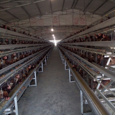 Hot Dip Galvanized Egg Layer Chicken Cage A Type Battery 96 Birds 128 Birds Poultry Farm