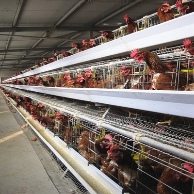 Q235 Steel Mire Battery Layer Chicken Cage Breeding Hens Cage