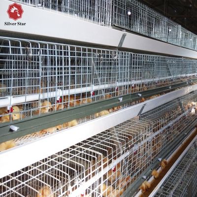 Sistem Kandang Broiler Otomatis Tipe H untuk Peternakan Unggas Komersial