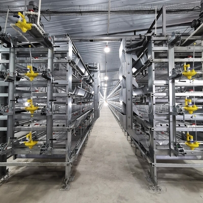Peralatan peternakan unggas Tipe H Sistem otomatis Baterai Broiler Chicken Cage