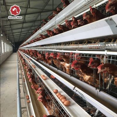 Sistem Kandang Ayam Lapisan Tipe-A dengan Desain 3 Tingkat / 4 Tingkat, Pemberian Pakan Otomatis & Pengumpulan Telur, Baja Galvanis Celup Panas untuk Peternakan Unggas