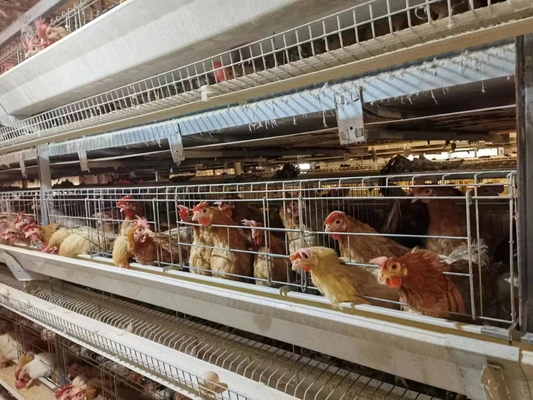 H Type Layer Chicken Cages System Q235A Automatic Laying Hen Egg Battery