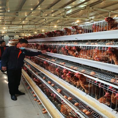 Sistem Kandang Baterai Lapisan Tipe A yang Hemat Biaya dengan Ventilasi Sangat Baik untuk Peternakan Unggas 3 Tingkat/4 Tingkat