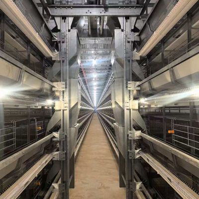 Hot Galvanized H-Type Layer Chicken Cage with Automatic Feeding for Large Poultry Farm Project