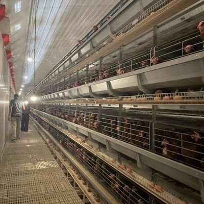 H-Type Otomatis Lapisan Baterai Kandang Sistem dengan Hot-dip Galvanized Steel untuk 15-20 Tahun Kehidupan Layanan dan Pengumpulan Telur Otomatis