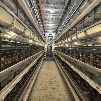 Hot Galvanized H-Type Layer Chicken Cage with Automatic Feeding for Large Poultry Farm Project