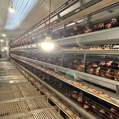 Hot Galvanized H-Type Layer Chicken Cage with Automatic Feeding for Large Poultry Farm Project