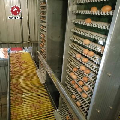 Sistem Kandang Lapisan Tipe H | Kandang Ayam Petelur Otomatis untuk Peternakan Unggas Komersial