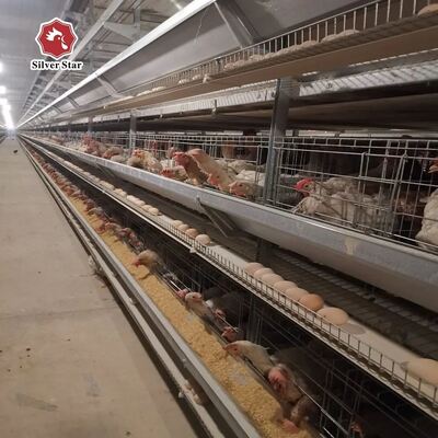 Sistem Kandang Baterai Lapisan Tipe H Turnkey untuk 50.000+ Burung dengan Baja Galvanis Hot-Dip dan Otomatisasi Penuh