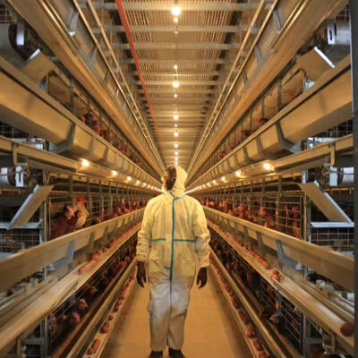 Sistem Kandang Broiler Otomatis Penuh Baja Galvanis Celup Panas dengan 3 atau 4 Tingkat untuk Peternakan Unggas