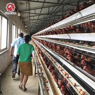 Hot-dip Galvanized A-Type Layer Battery Cage System dengan Pengumpulan Telur Otomatis dan Kehidupan Layanan 20 Tahun