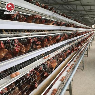 A-Type Layer Chicken Cage System with 3-Tier / 4-Tier Design, Automatic Feeding & Egg Collection, and Hot-Dip Galvanized Steel Construction