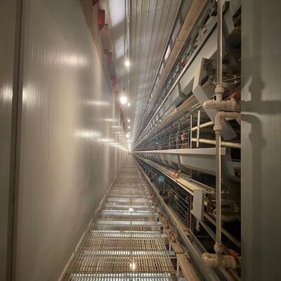 Hot-dip Galvanized H-Type Layer Battery Chicken Cage dengan Automatic Feeding untuk Proyek Peternakan Unggas Besar