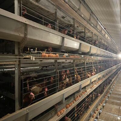 Sistem Kandang Ayam Broiler H-Type yang sepenuhnya otomatis dengan pemakanan & pembersihan otomatis untuk peternakan ayam daging komersial dengan kepadatan tinggi