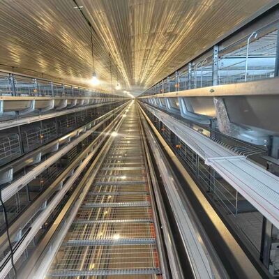 4 Tiers Layer Chicken Cage Featuring Feeders Cocok untuk Intensive Layer Hen Housing dan operasi makan yang efisien