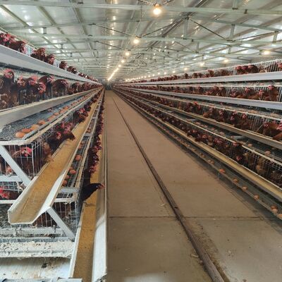 Hot-dip Galvanized A-Type Layer Cage