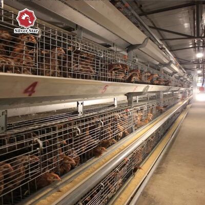 Sistem Kandang Anak Ayam Otomatis Tipe H dengan Galvanisasi Celup Panas dan Minuman Otomatis Nipple untuk 100-300 Anak Ayam/set