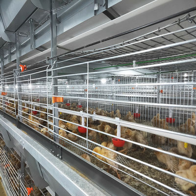 Hot Dip Galvanized Automatic Broiler Battery Cage System untuk 100-300 Ayam dengan Tray Pakan Otomatis