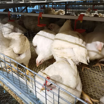 Commercial H-Type Meat Broiler Battery Cages | Automated Intensive Broiler Farming Solution