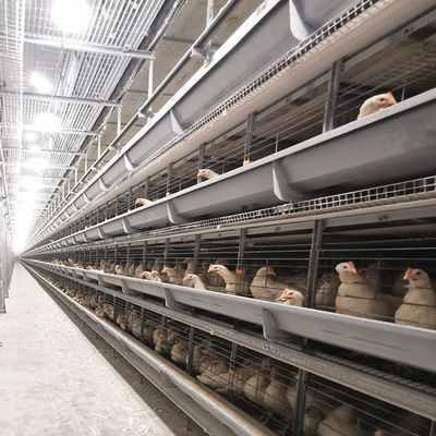 Sistem Kandang Baterai Otomatis Tipe-H dengan Galvanisasi Celup Panas dan Desain Modular yang Dapat Ditumpuk untuk Kandang Ayam Pedaging Komersial