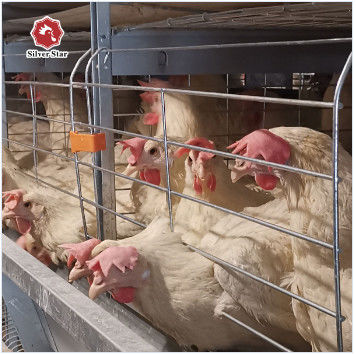 Kandang Ayam Petelur Tipe H Komersial dari Pemasok & Produsen Terpercaya | Pengiriman Aman & Pemuatan Kontainer