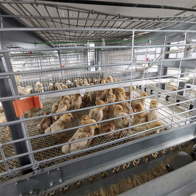 Sistem Kandang Broiler Tipe H Otomatis Penuh dengan Baja Galvanis Panas untuk Layanan 20 Tahun