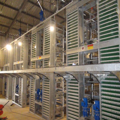 Sistem Kandang Baterai Broiler Tipe H Sepenuhnya Otomatis dengan Rangka Galvanis Celup Panas untuk Peternakan Ayam Pedaging Komersial Berdensitas Tinggi